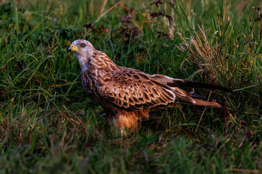 Rotmilan (Milvus milvus)