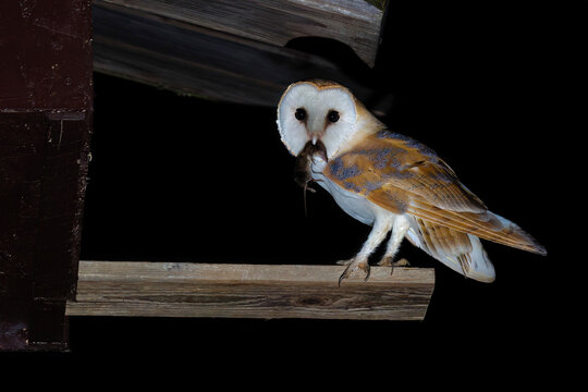 Schleiereule (Tyto alba)
