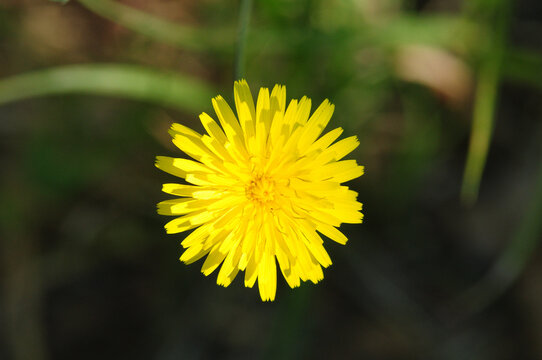 sonchus, sowthistle, sow thistle