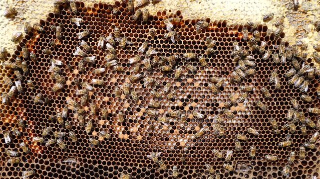 The honeycomb contains developing bee larvae. The beginning of the development of larvae of future bees. They can be seen through bee milk.