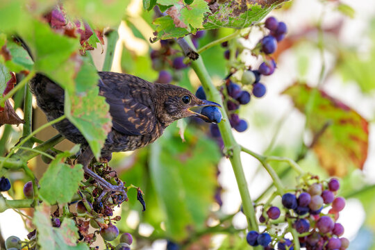 Amsel (Turdus merula)