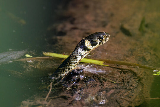 Ringelnatter (Natrix natrix)