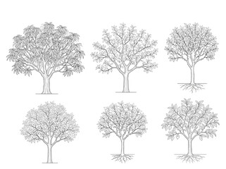 Obraz premium Set of six highly detailed CAD tree elevation sketches for landscape design and architectural exterior planning projects
