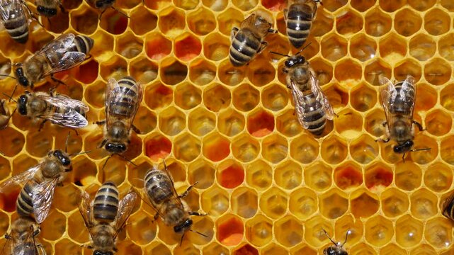 Inside the hive, the bees create a honeycomb of wax and convert the nectar into honey