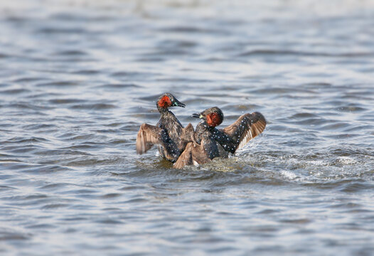 A fascinating action shot of two Little Grebes (Tachybaptus ruficollis) in full breeding plumage fighting fiercely in the ripples of a blue lake.