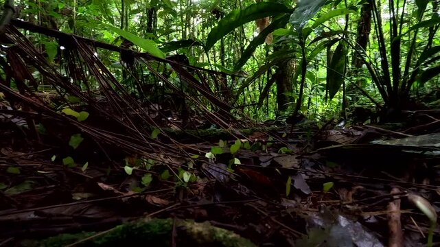 Low Angle View Through Dark Tropical Rainforest Understory in Ecuador, Fallen Branches, Green Leaves, Jungle Habitat and Amazon Biodiversity Background, Stock Nature and Travel Background
