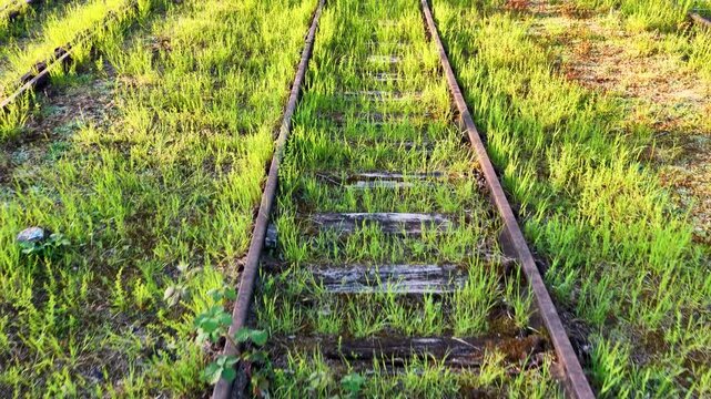 Ein von saftigem Gr&uuml;n &uuml;berwachsenes Bahngleis im Landschaftspark Duisburg-Nord zeigt, wie sich die Natur alte Industriefl&auml;chen im Ruhrgebiet friedlich zur&uuml;ckerobert.