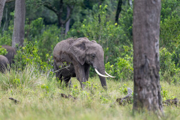 Fototapeta premium African bush elephant walks through tall grass at the edge of the forest - Masai Mara National Reserve, Kenya, African wildlife safari photography