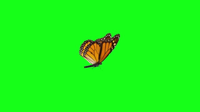 Monarch Butterfly Flapping Wings Side View on Green Screen