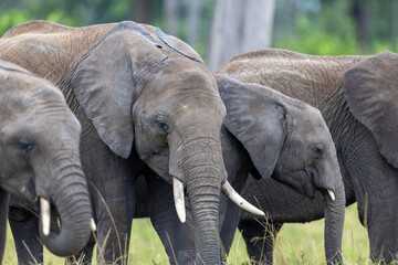Obraz premium Three African bush elephants stand close together with their tusks and ears visible - Masai Mara National Reserve, Kenya, African wildlife safari photography