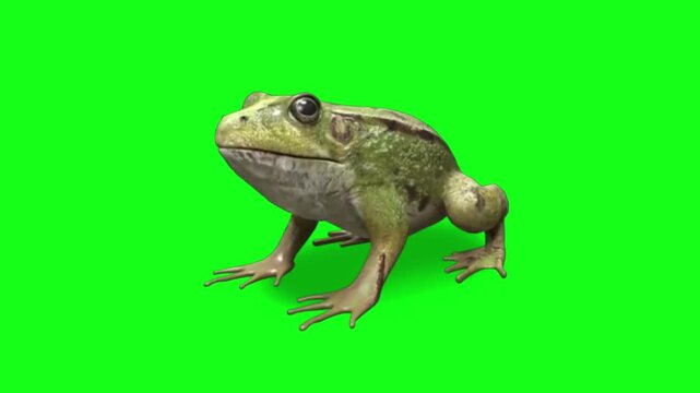 Realistic Green Frog Sitting and Breathing on Green Screen Background