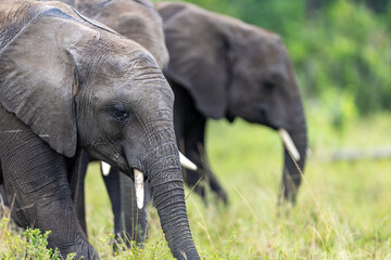 Fototapeta premium Two African bush elephants move through green grassland with the nearest one in sharp focus - Masai Mara National Reserve, Kenya, African wildlife safari photography