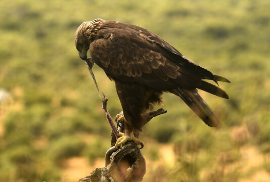 aguila real adulta con serpiente de collar 