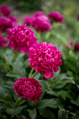 Beautiful garden path lined with blooming magenta peony bushes. Vibrant dark pink paeonia flowers growing in rich soil during summer season. © Inna