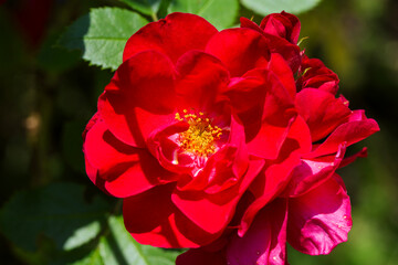 Fototapeta premium Close-up of a blooming red rose with yellow stamens and green leaves in a garden