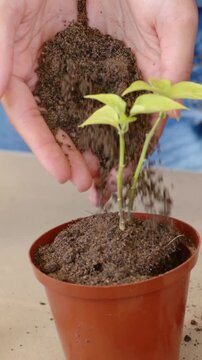 Vertical video: Denim-clad hands tilting, pouring soil into pot on table, potting two-stem seedling
