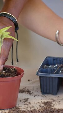 Vertical video: Steadying left hand, gardener in denim planting cutting in red pot preparing roots