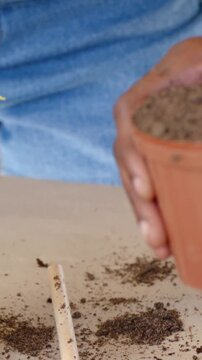 Vertical video: Holding soil above orange pot hands pouring soil around seedlings on desk to firm