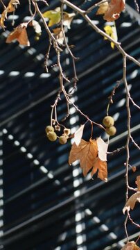 Vertical video: Panning camera revealing branch swaying against metal louvers, showing seed pods