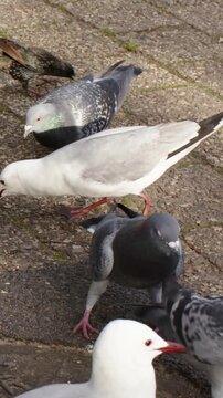 Vertical video: Approaching red-billed gull jostling grey pigeons while pecking crumbs on pavement