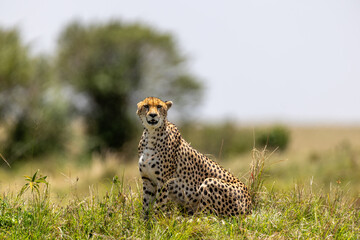 Cheetah sits upright in grassland and looks toward the camera - Masai Mara National Reserve, Kenya, African wildlife safari photography © theStorygrapher