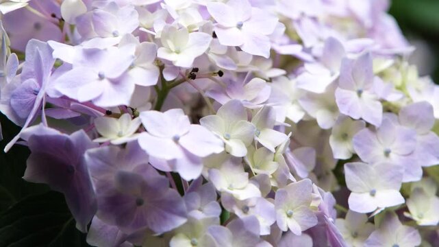 purple hydrangea flowers and bushes on dark contrast background in Japan