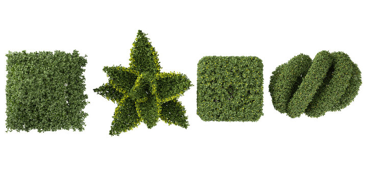 Collection of Muehlenbeckia,Ligustrum plants isolated on white background from the top view
