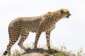 Cheetah stands on a mound in side profile against a bright sky - Masai Mara National Reserve, Kenya, African wildlife safari photography © theStorygrapher