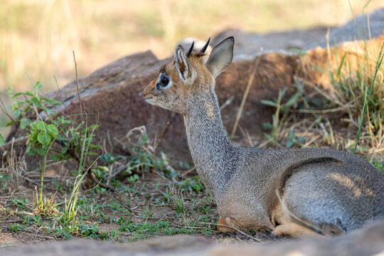 Kirk's dik-dik lies at rest on bare ground beside a rock - Masai Mara National Reserve, Kenya, African wildlife safari photography