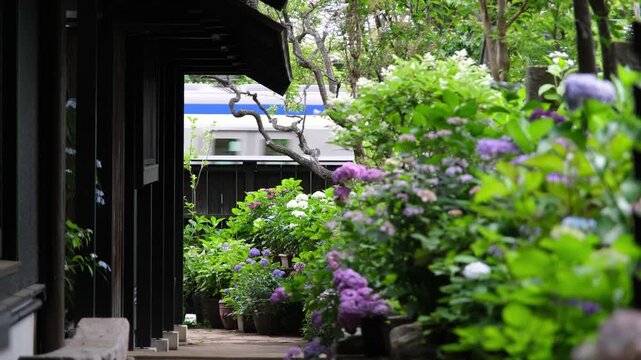 purple hydrangea flowers and bushes on dark contrast background in Japan, train going in the background