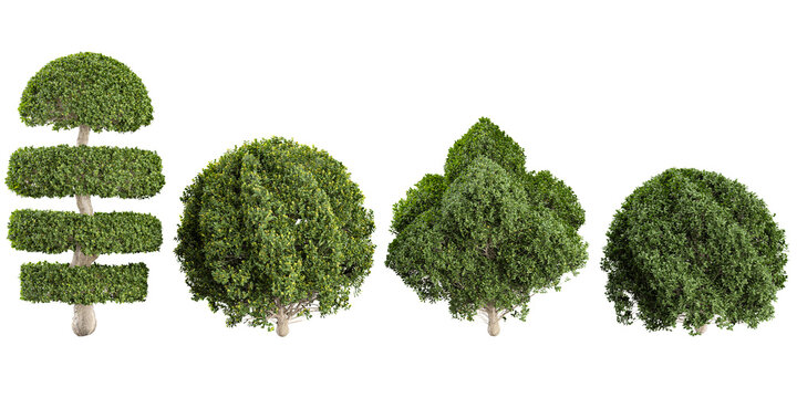 Set of Ligustrum plants on transparent background