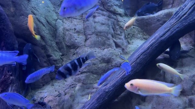 African cichlids Maylandia estherae, Chindongo demasoni and Labidochromis caeruleus swimming among rocks and driftwood in a freshwater aquarium. Malawi cichlid community, tropical fishkeeping, aquatic