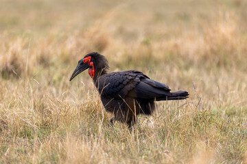 Southern ground hornbill walks in profile through dry grass - Masai Mara National Reserve, Kenya, African wildlife safari photography © theStorygrapher
