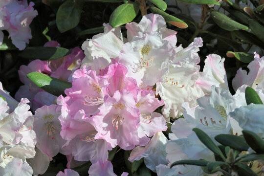Rhododendron yakushimanum. Close up cluster of bell shaped Yakushima rhododendron flowers open pink and fade to white.  Older and new clusters in image.   