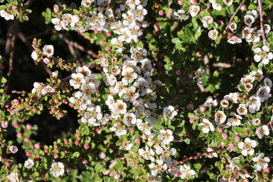 Cotoneaster conspicuus 'Decorus'. Full frame of white Tibetian cotoneaster flowers in early summer. 