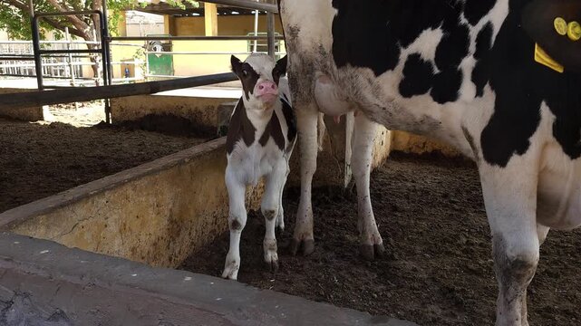 A young black-and-white Holstein dairy calf stands close beside its mother cow inside a farm enclosure. The adorable calf looks directly at the camera with curious eyes