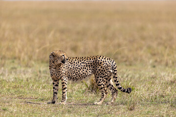Adult cheetah stands alert in open savannah grassland - Masai Mara National Reserve, Kenya, African wildlife safari photography © theStorygrapher