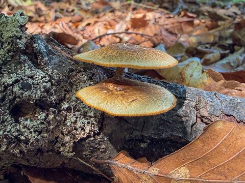 Lentinus arcularius mushrooms growing on a decaying log in a deciduous forest.  The image highlights the ecological importance of wood-decaying fungi in nutrient cycling and forest ecosystems.