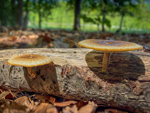 Lentinus arcularius mushrooms growing on a decaying log in a deciduous forest.  The image highlights the ecological importance of wood-decaying fungi in nutrient cycling and forest ecosystems.
