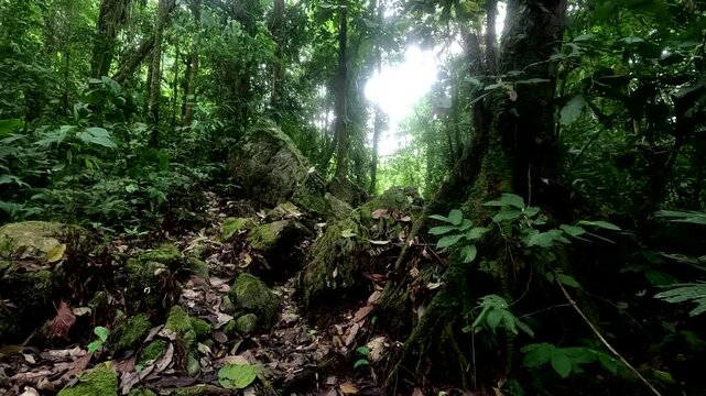 Low View of Rainforest Floor and Large Tree Trunks in Ecuador, Leaf Litter, Dense Green Understory, Amazon Biodiversity and Jungle Ecology Background, Stock Nature and Travel Background
