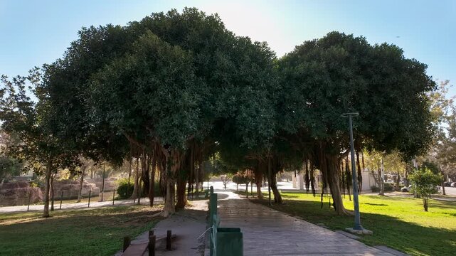 Massive ficus banyan trees with hanging aerial roots form shaded archway over paved park pathway.