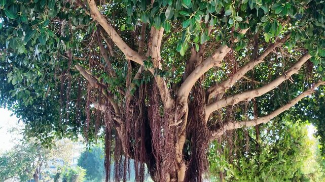 Low-angle view ficus tree trunk thick branches covered with hanging aerial roots under green canopy.