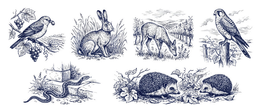Vineyard animals hand drawn illustrations of rabbit bird deer hawk snake and hedgehogs in vintage engraving style, rustic wildlife sketch set for winery packaging, country farm nature elements.