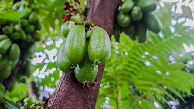 Close-up of fresh green bilimbi fruit on tree branch in garden