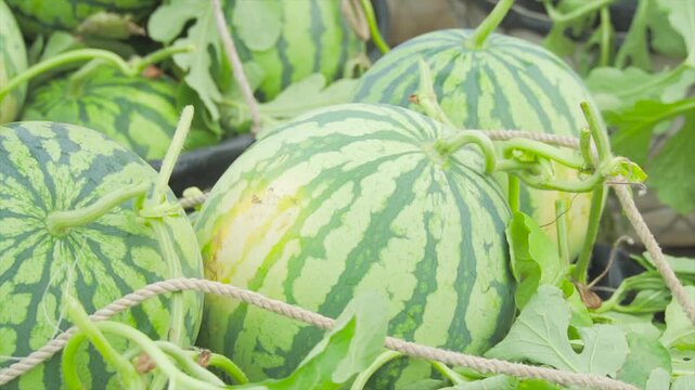 Ripe Watermelons Growing on Vines in a Farm Field