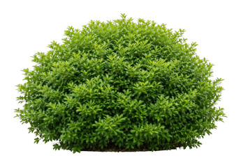 Fototapeta premium PNG Lush green bush isolated background