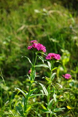 Kwitnące goździki (Dianthus) w pełnym rozkwicie, tworzące gęste skupisko kolorowych kwiatów. Delikatne, postrzępione płatki i zielone liście tworzą naturalną kompozycję ogrodową. © Adam