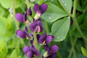 Obraz premium Purple Baptisia australis, blue false indigo ‘sparkling sapphires’ in flower.