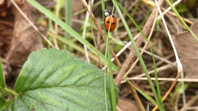 Small red seven-spot ladybug climbing up vertical green grass blade among dry leaves and meadow flora, camera tilt. Natural lighting, medium view, realistic view. Growth and Survival Instinct.