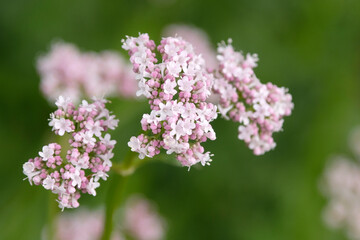 Obraz premium White Valeriana Officinalis, common Valerian in flower.